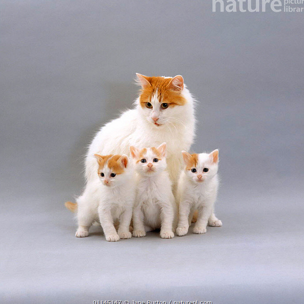 Turkish Van logo