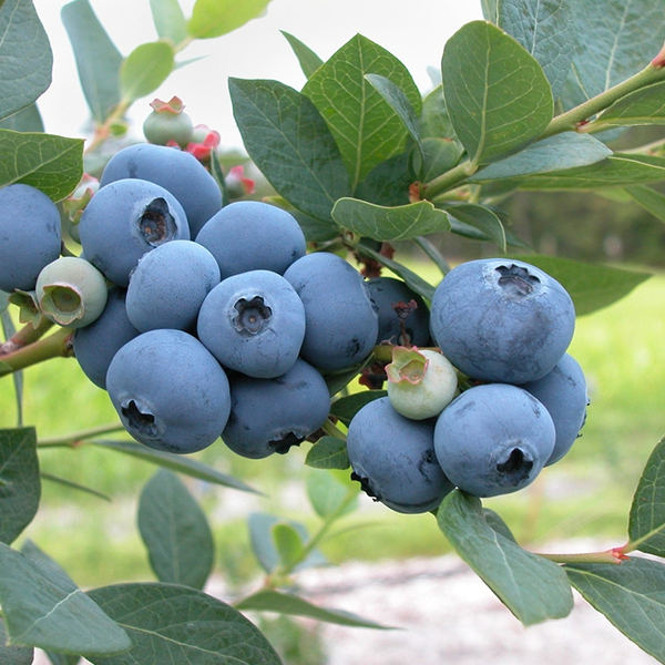 Vaccinium logo