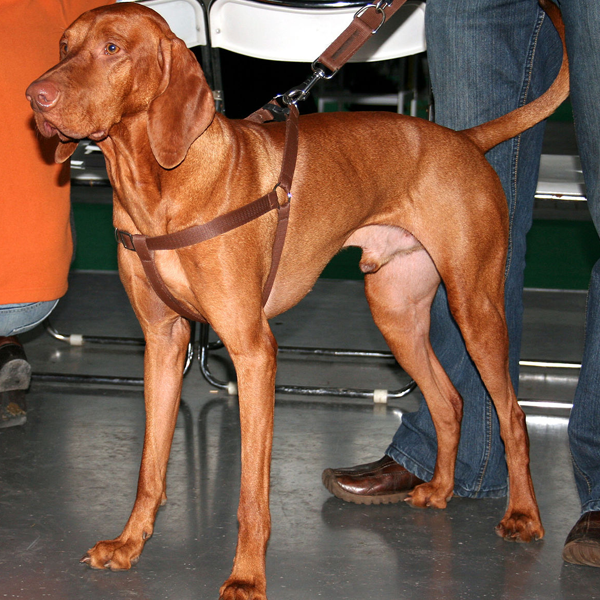Vizsla