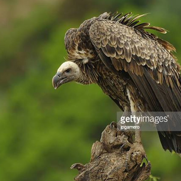 Vulture logo