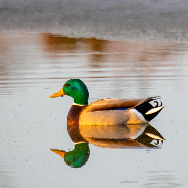 Waterfowl logo