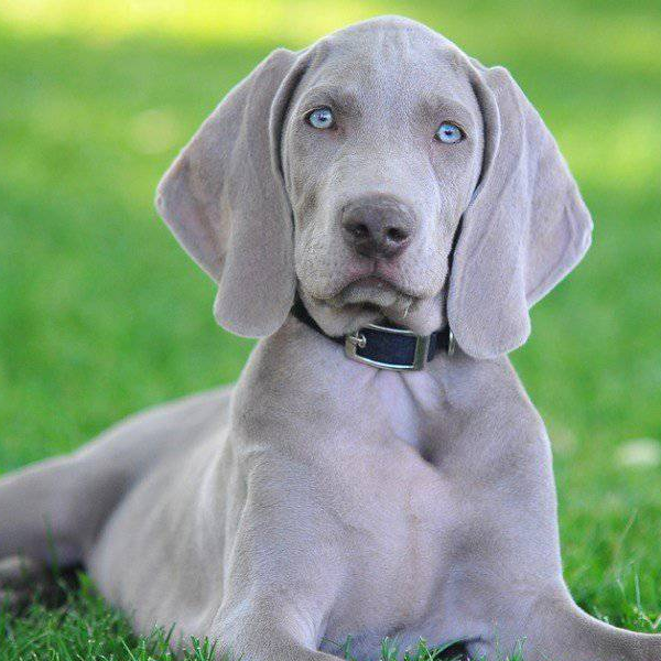 Weimaraner