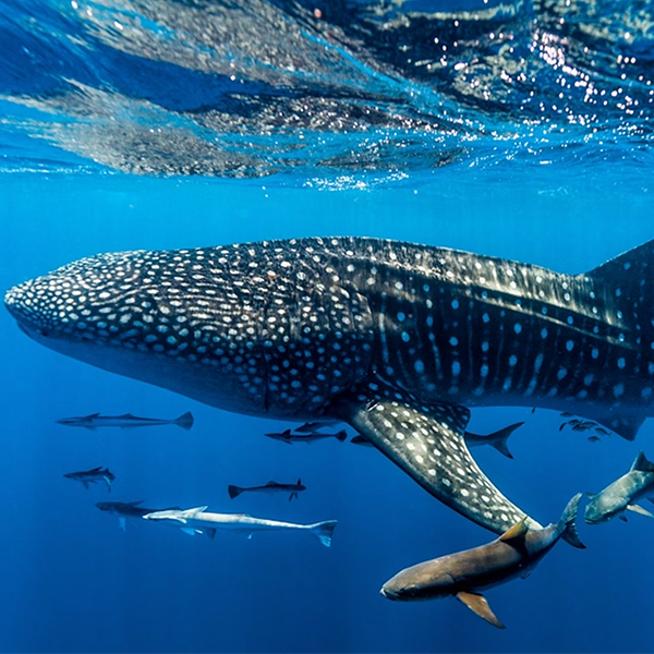 Whale shark logo