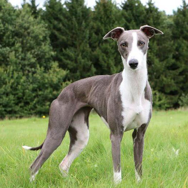 Whippet