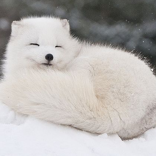 White Fox logo