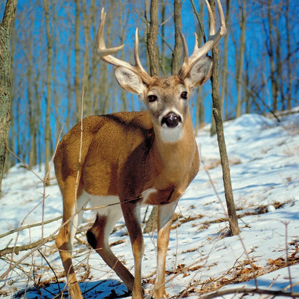 White-tailed deer logo