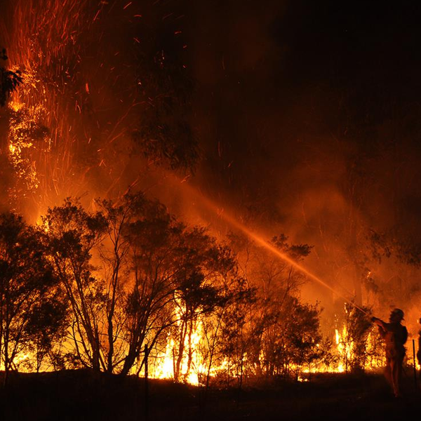Wildfire logo