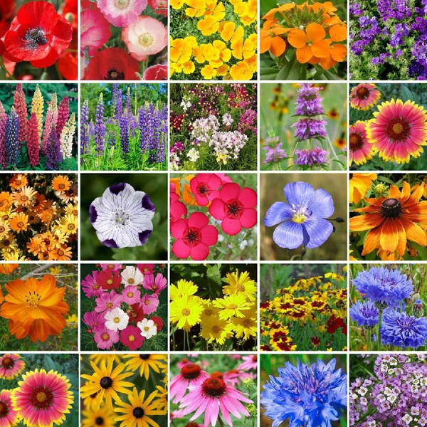 Wildflower logo