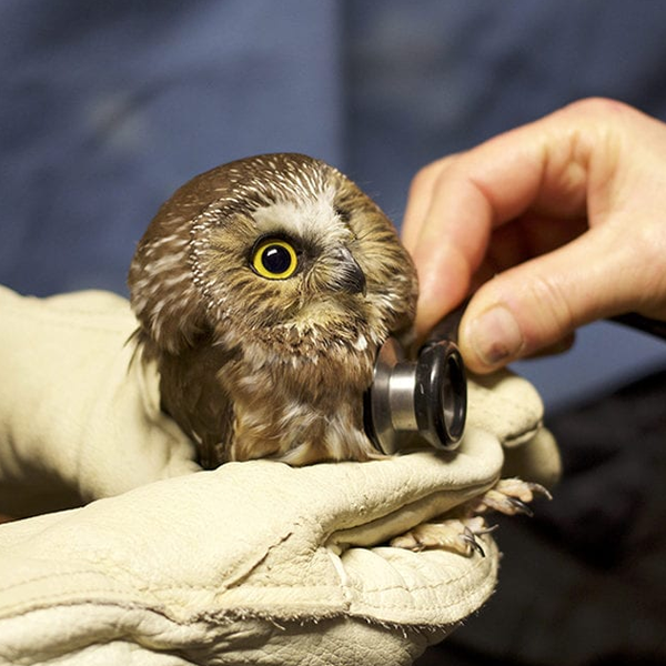 Wildlife rehabilitation logo