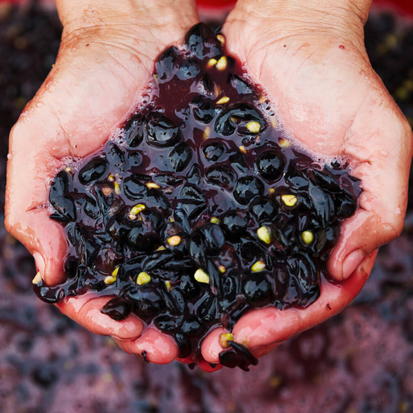 Winemaking logo