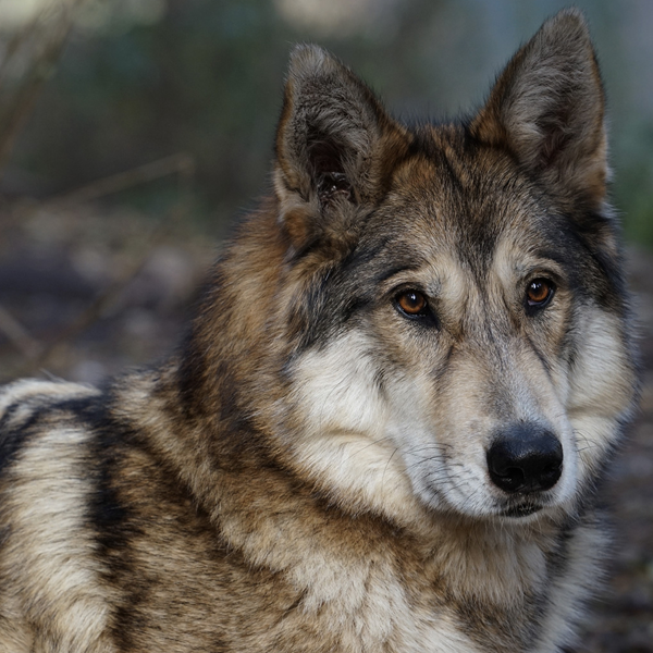 Wolfdog logo