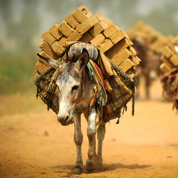Working animal logo