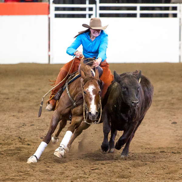 Working cow horse logo