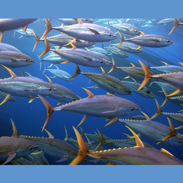Yellowfin tuna logo