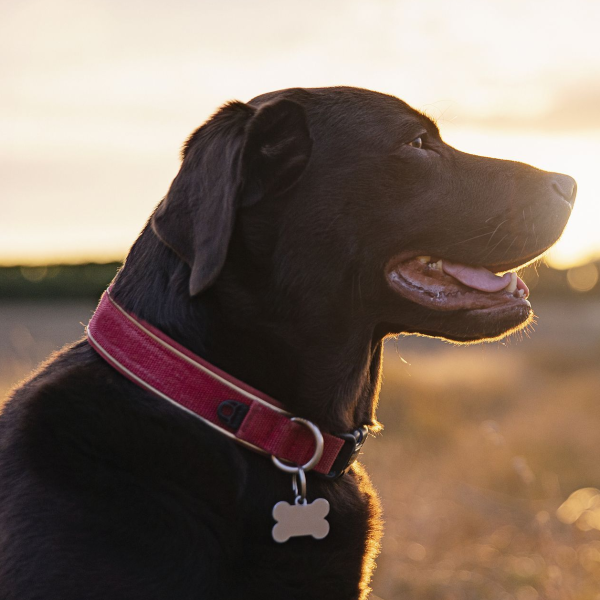 Dog collar