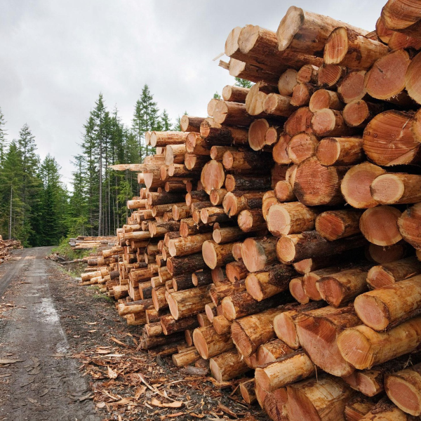 Logging logo