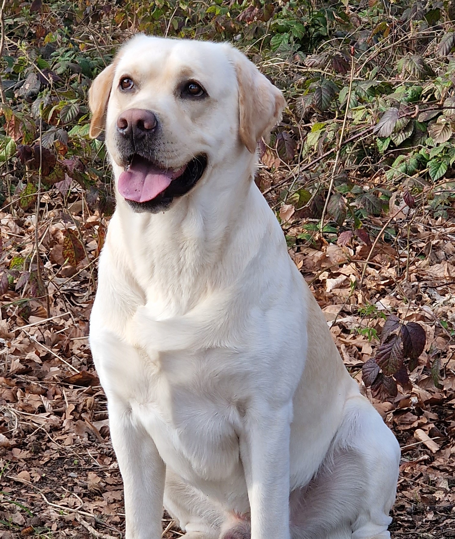 Labrador Retriever