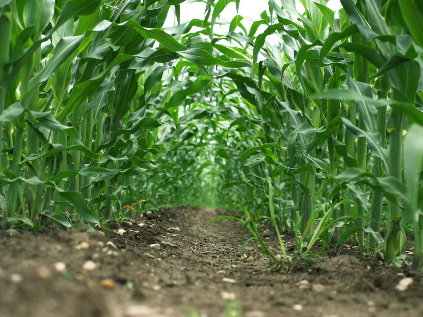 Agronomy