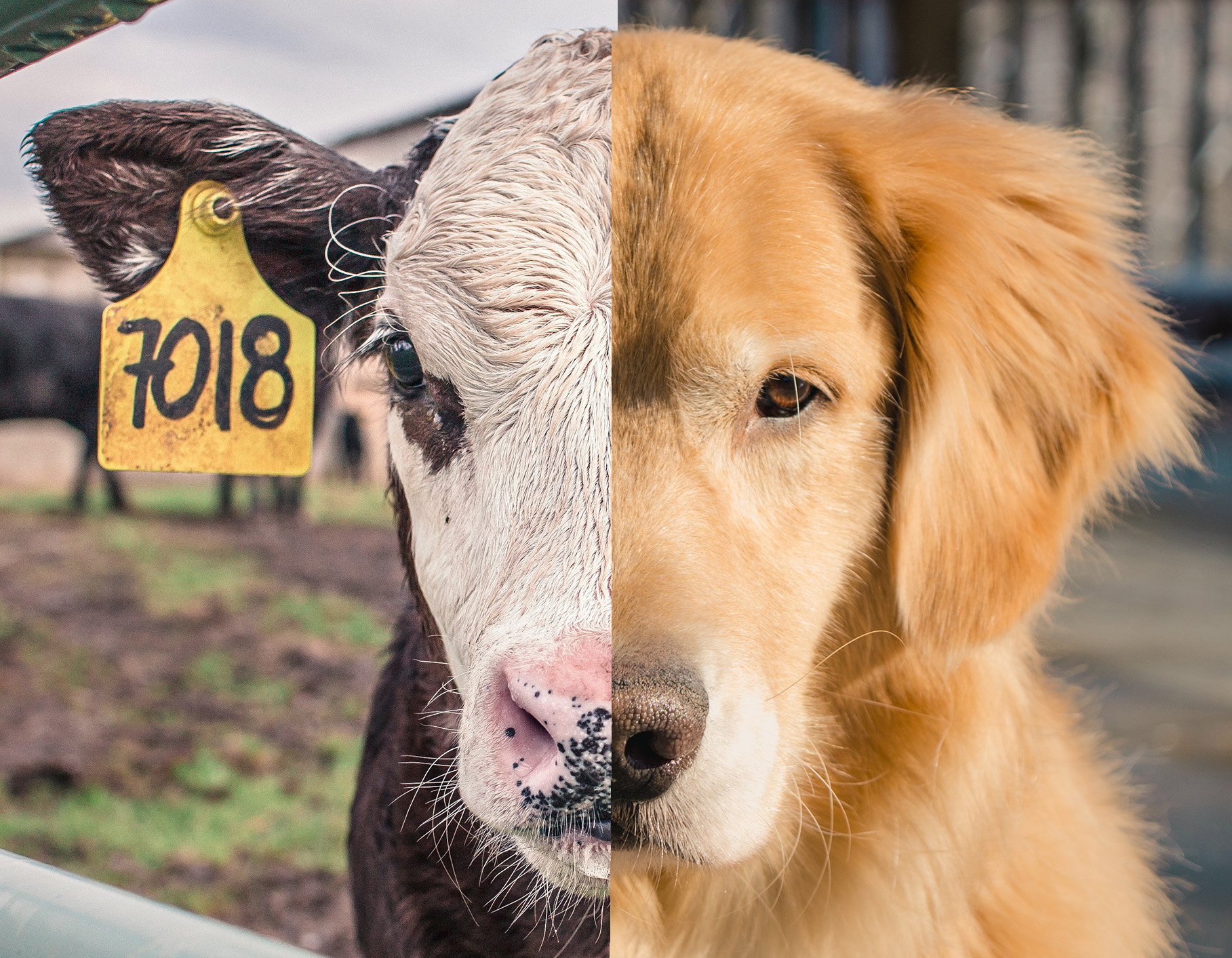 Animal Equality