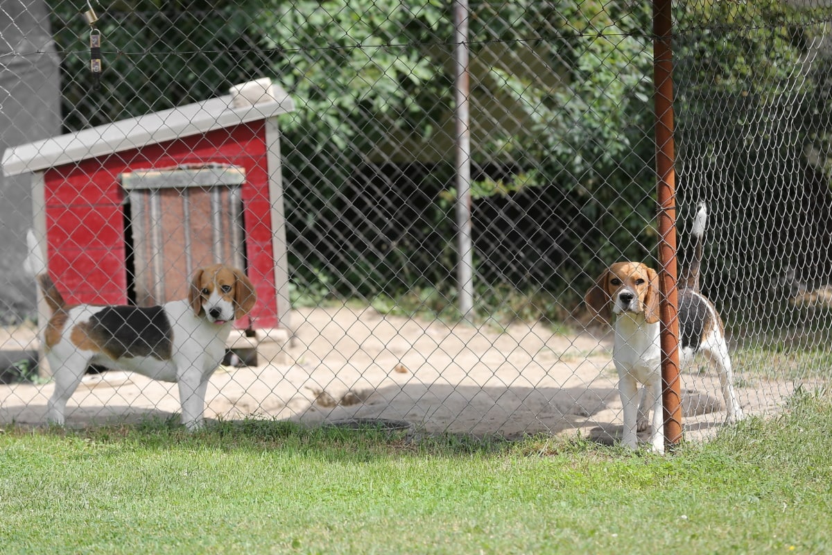 Animal shelter