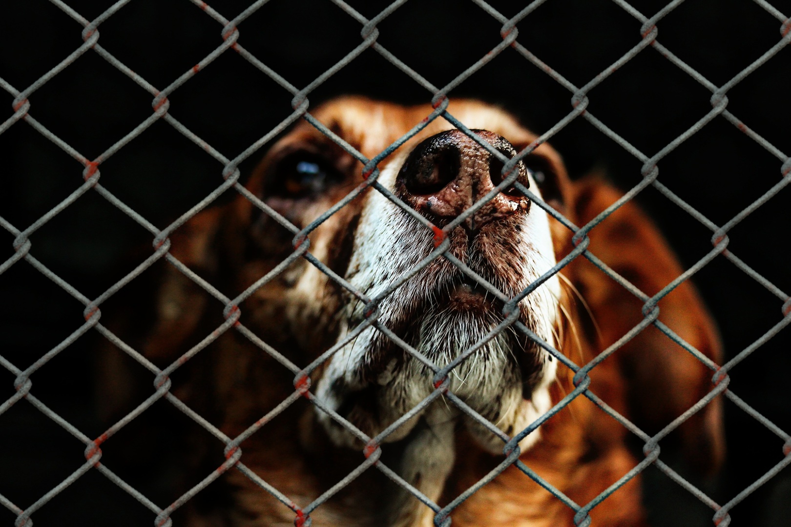 Animal welfare