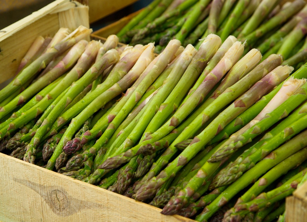 Asparagus (genus)