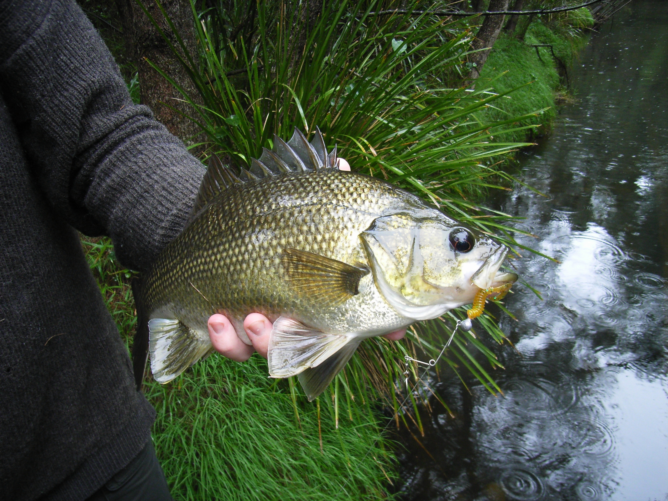 Bass fishing logo
