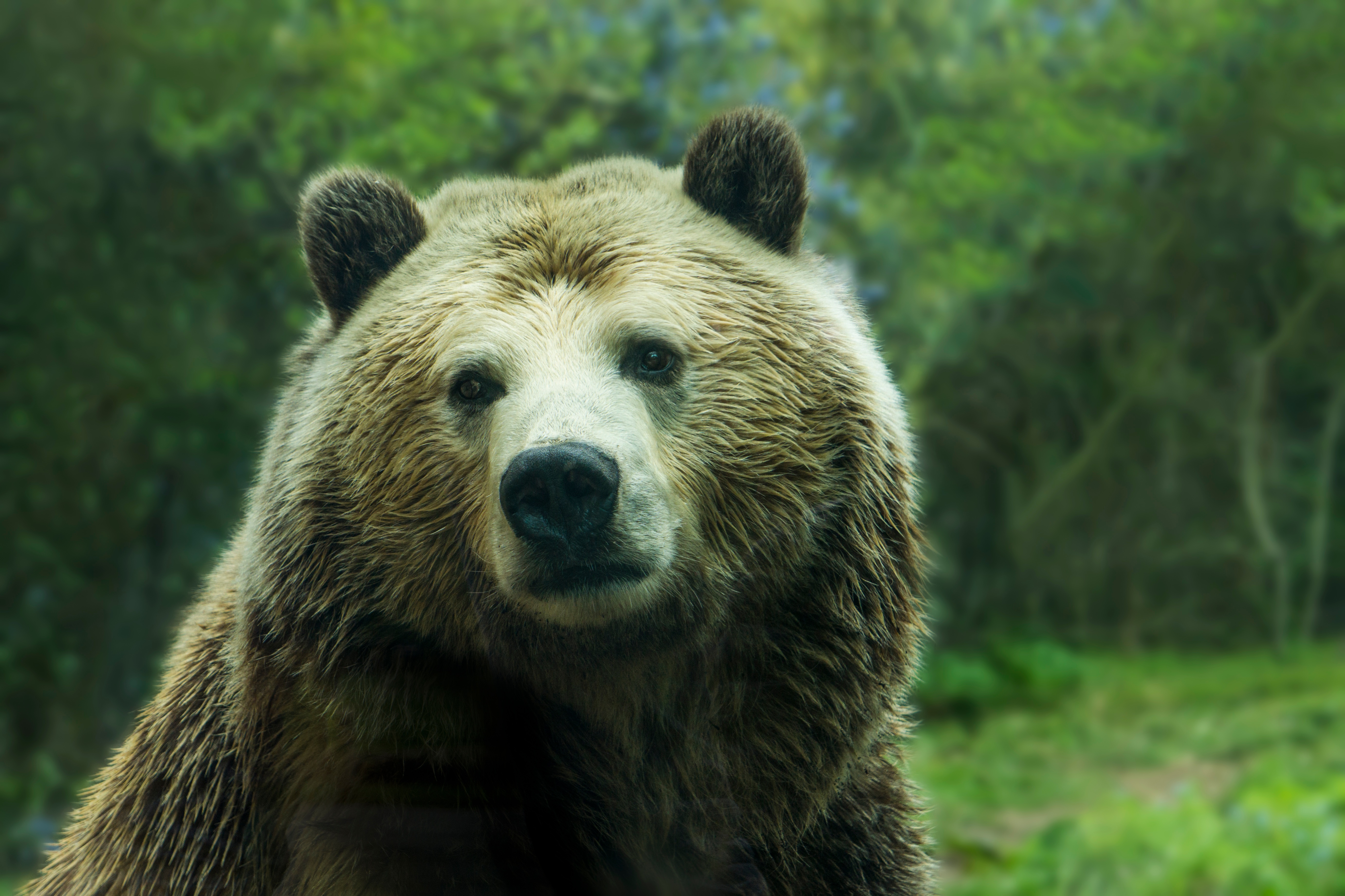 Bear logo