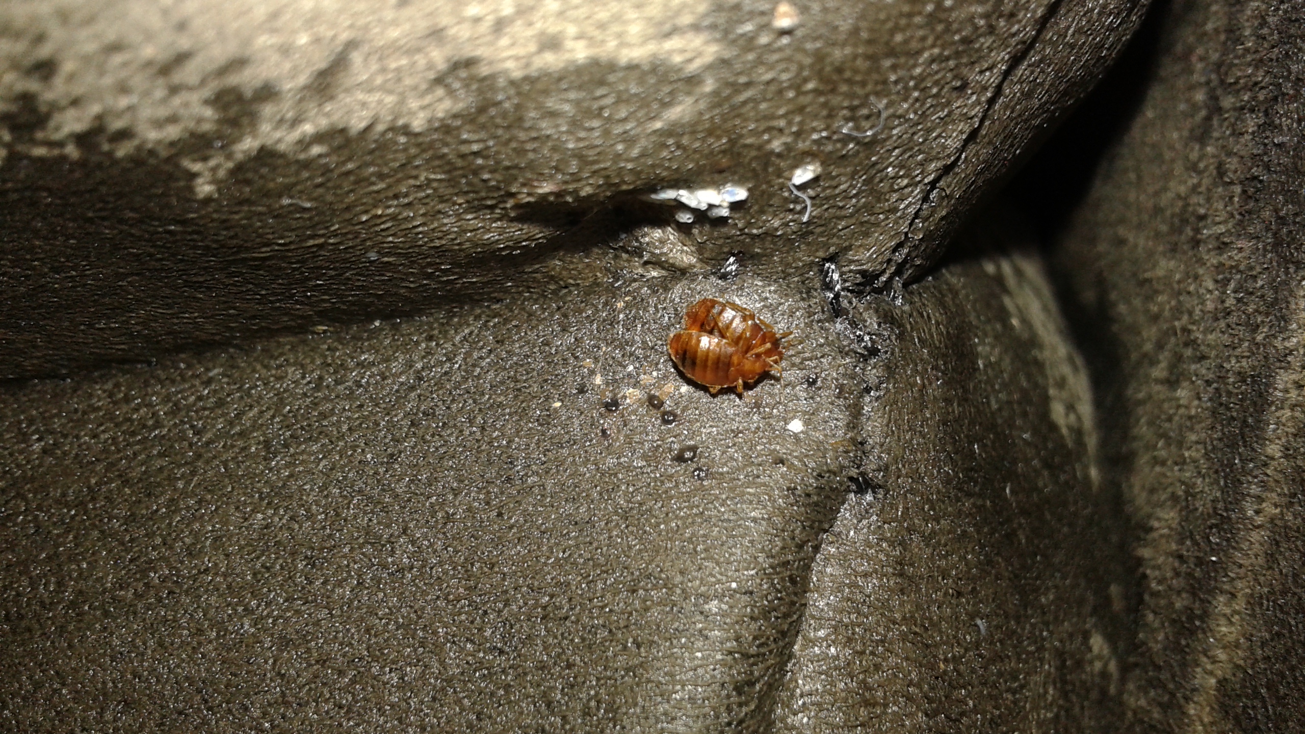 Bed bug logo