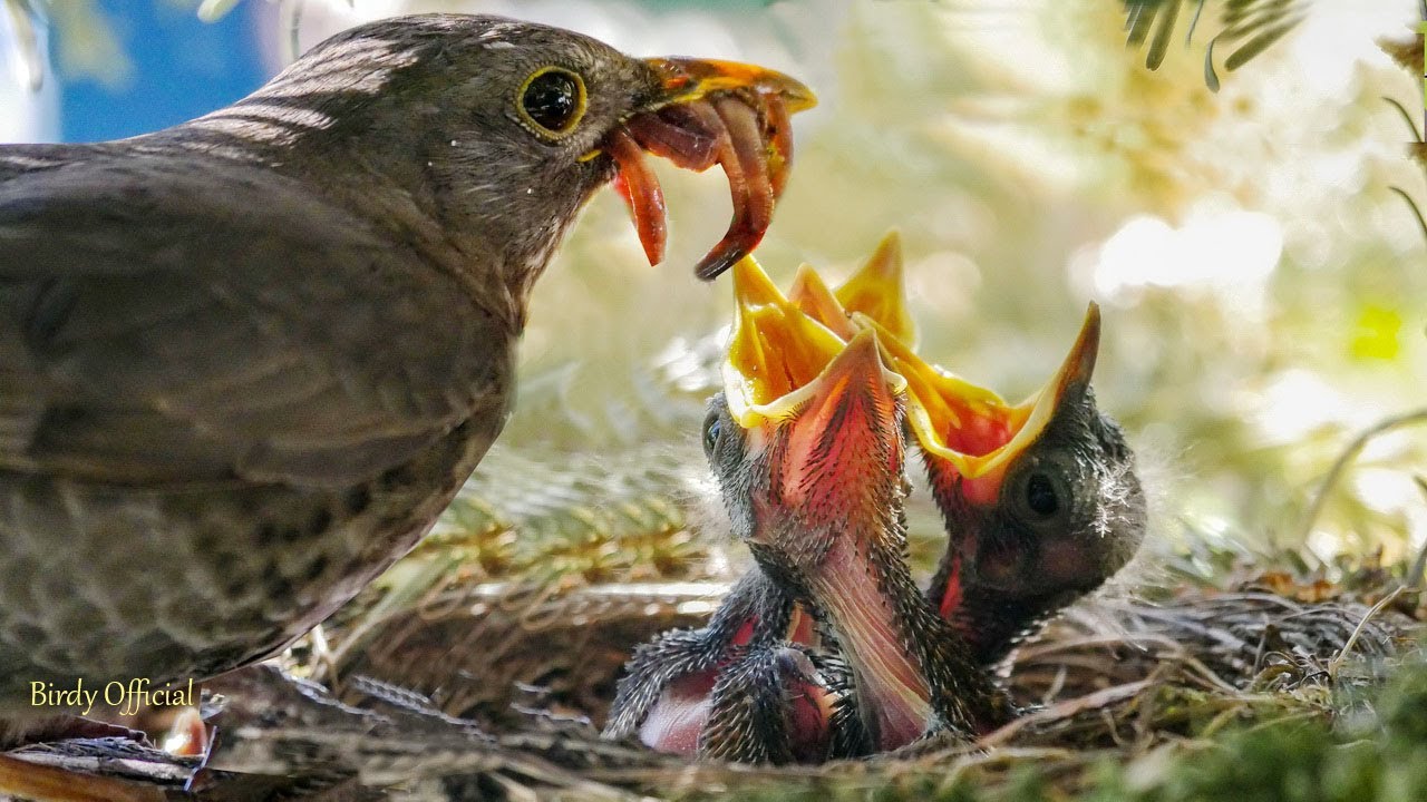 Bird feeding logo