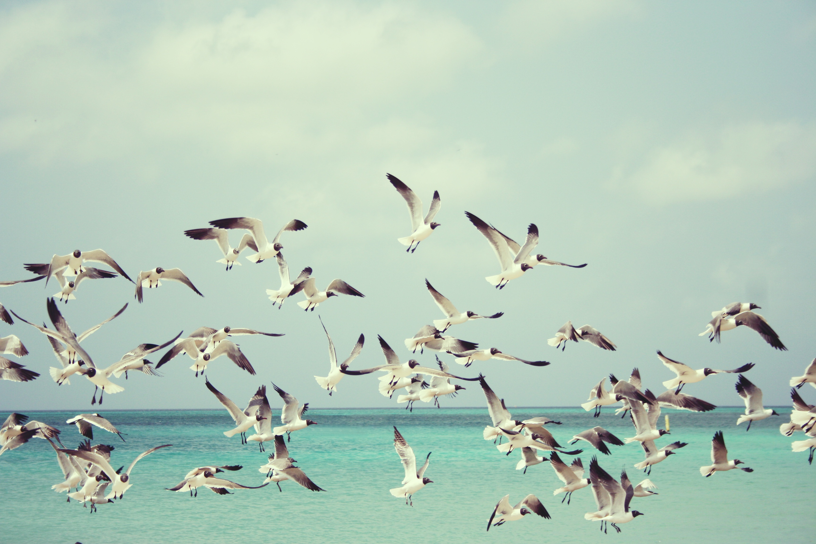Birds