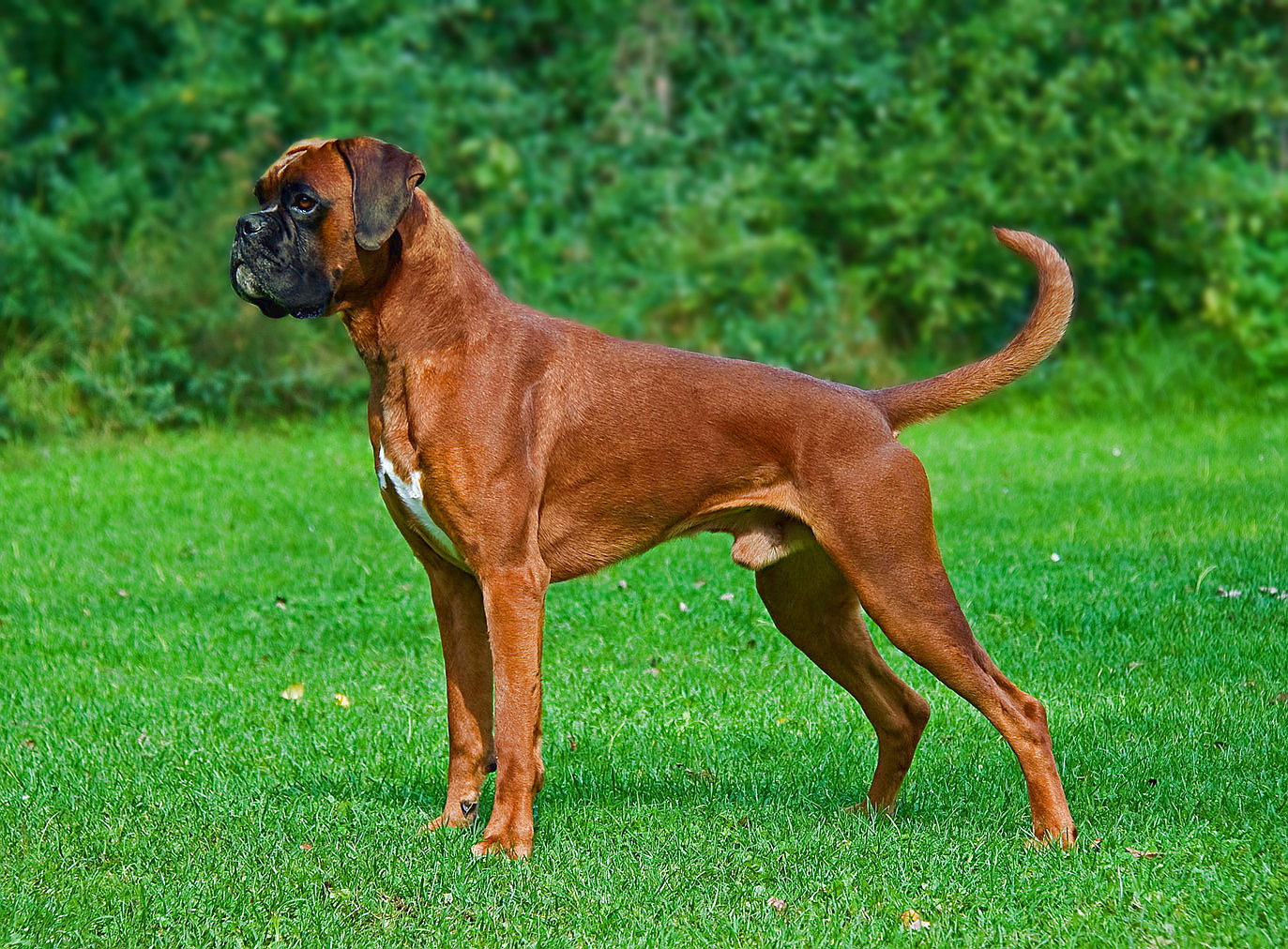 Boxer (dog)