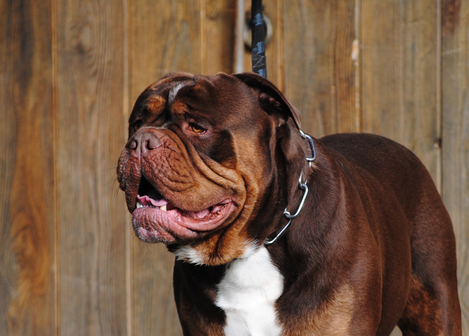Bulldog