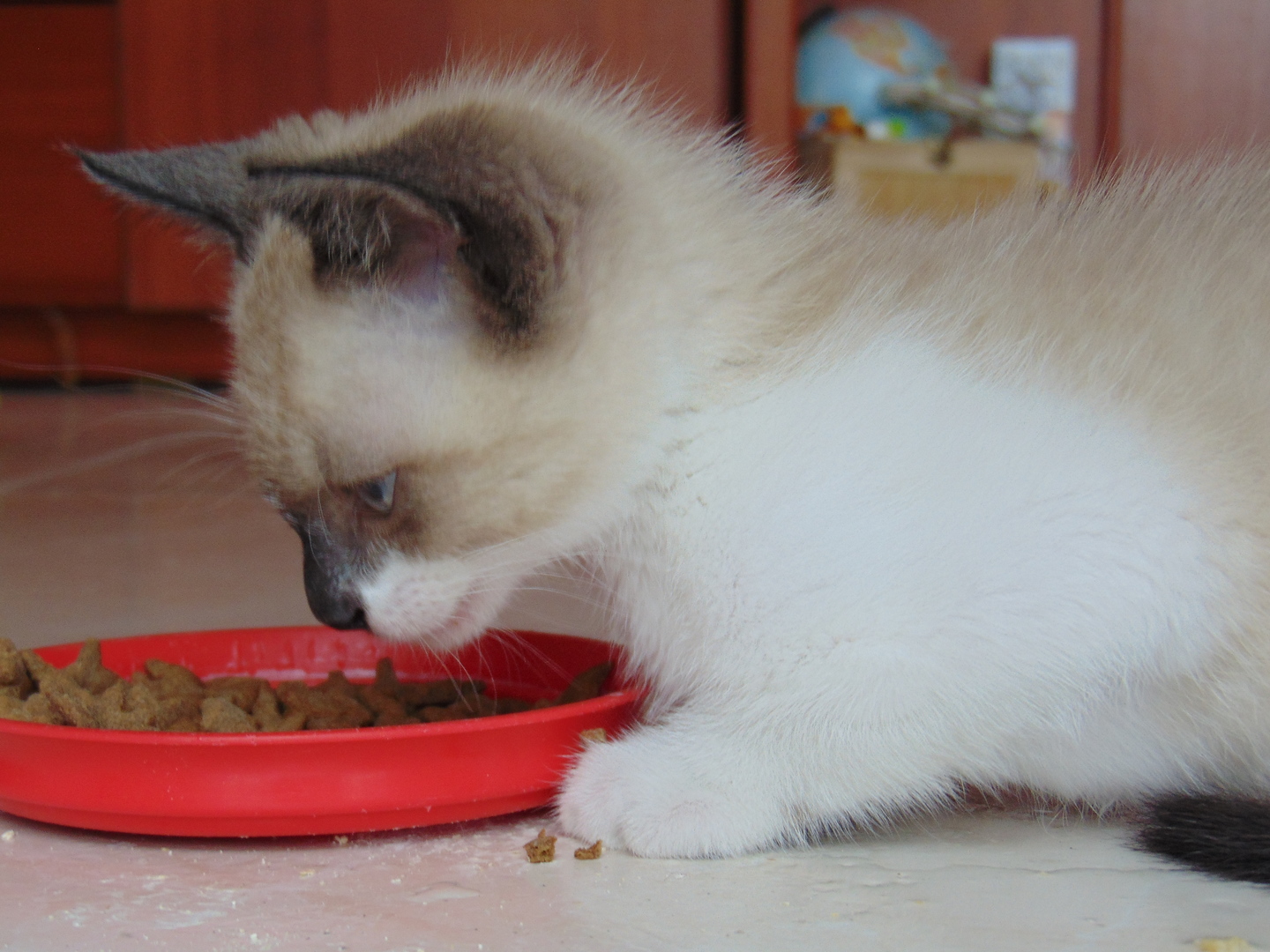 Cat food