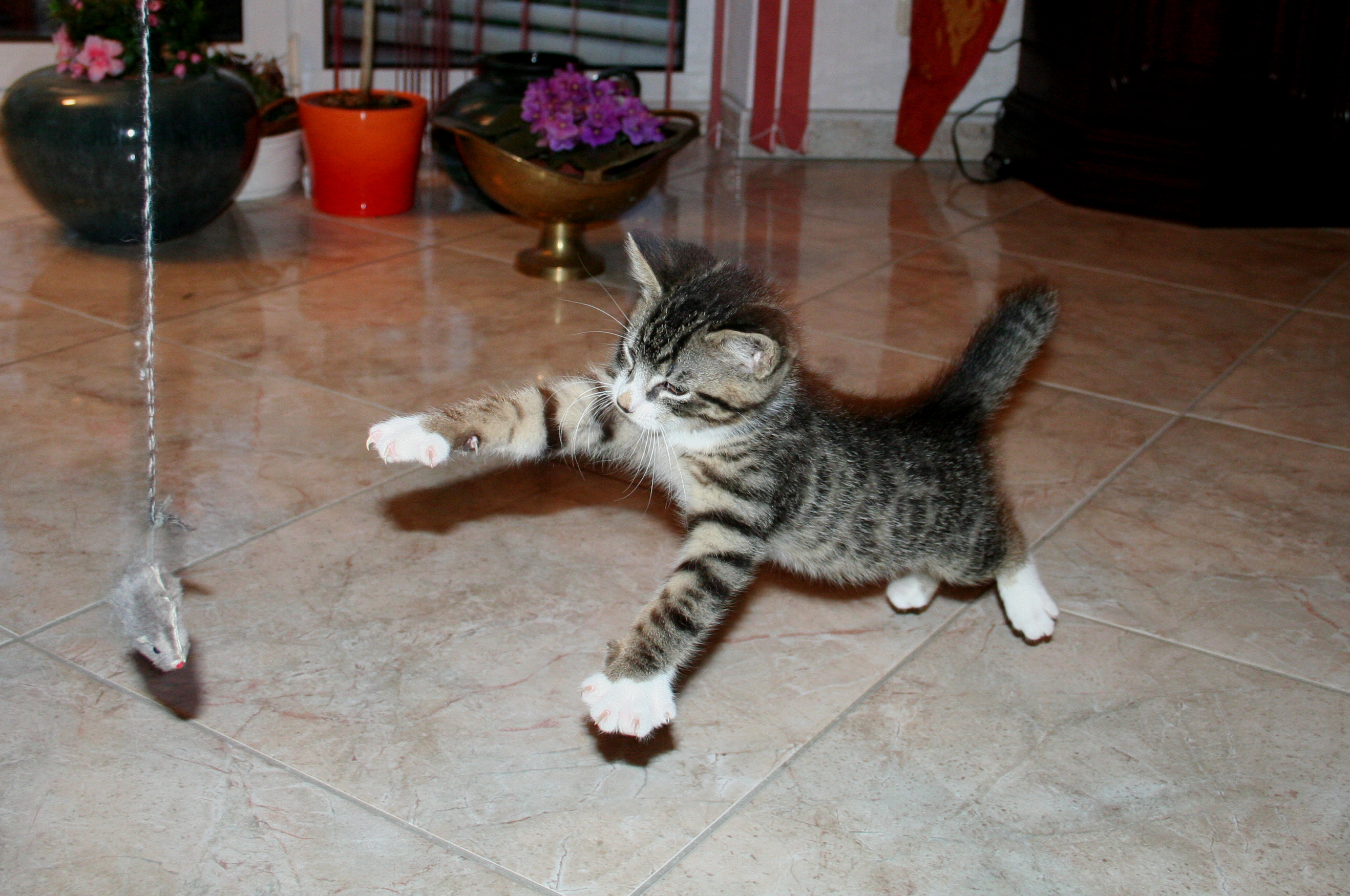 Cat play and toys
