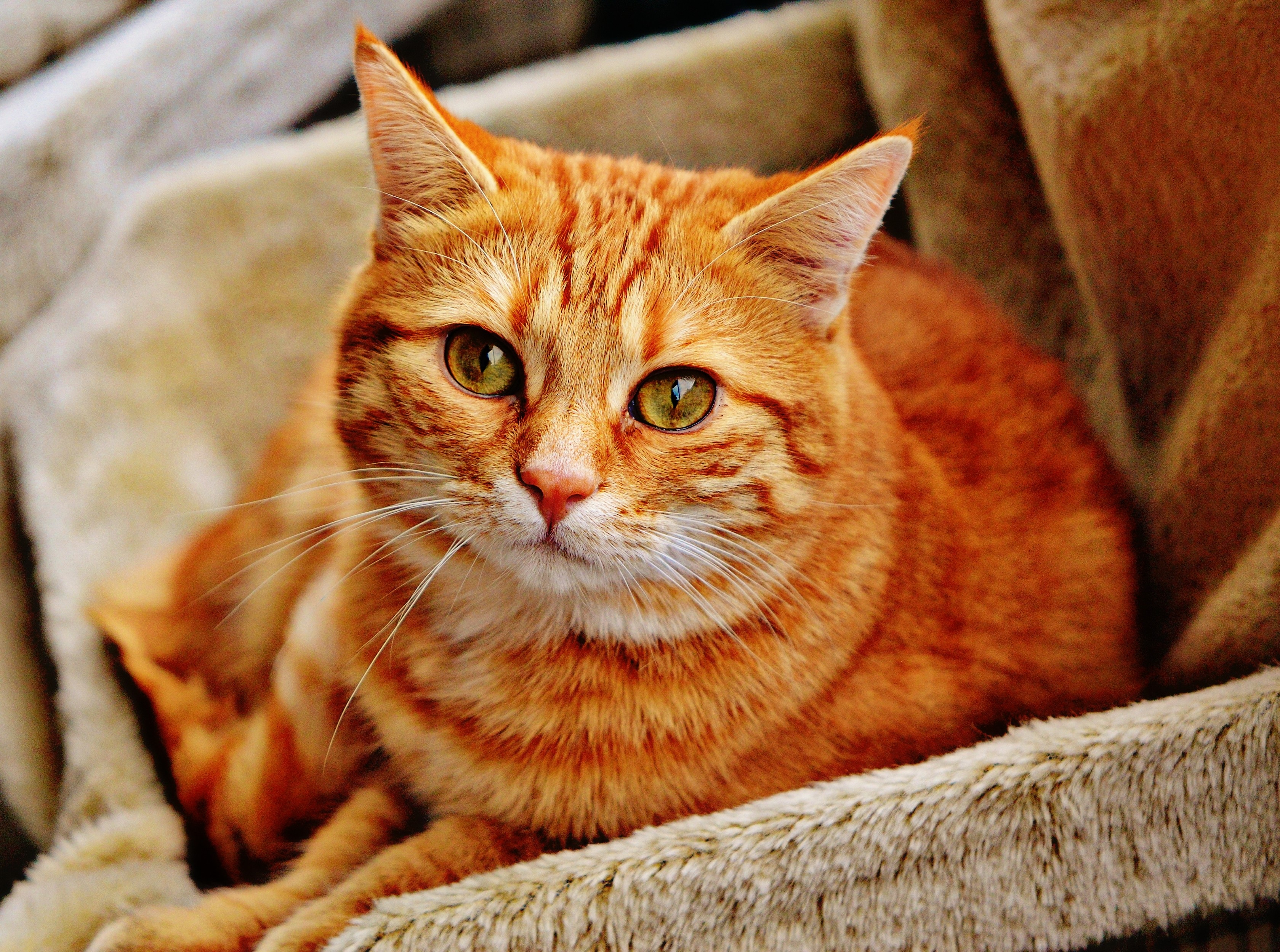 Cats