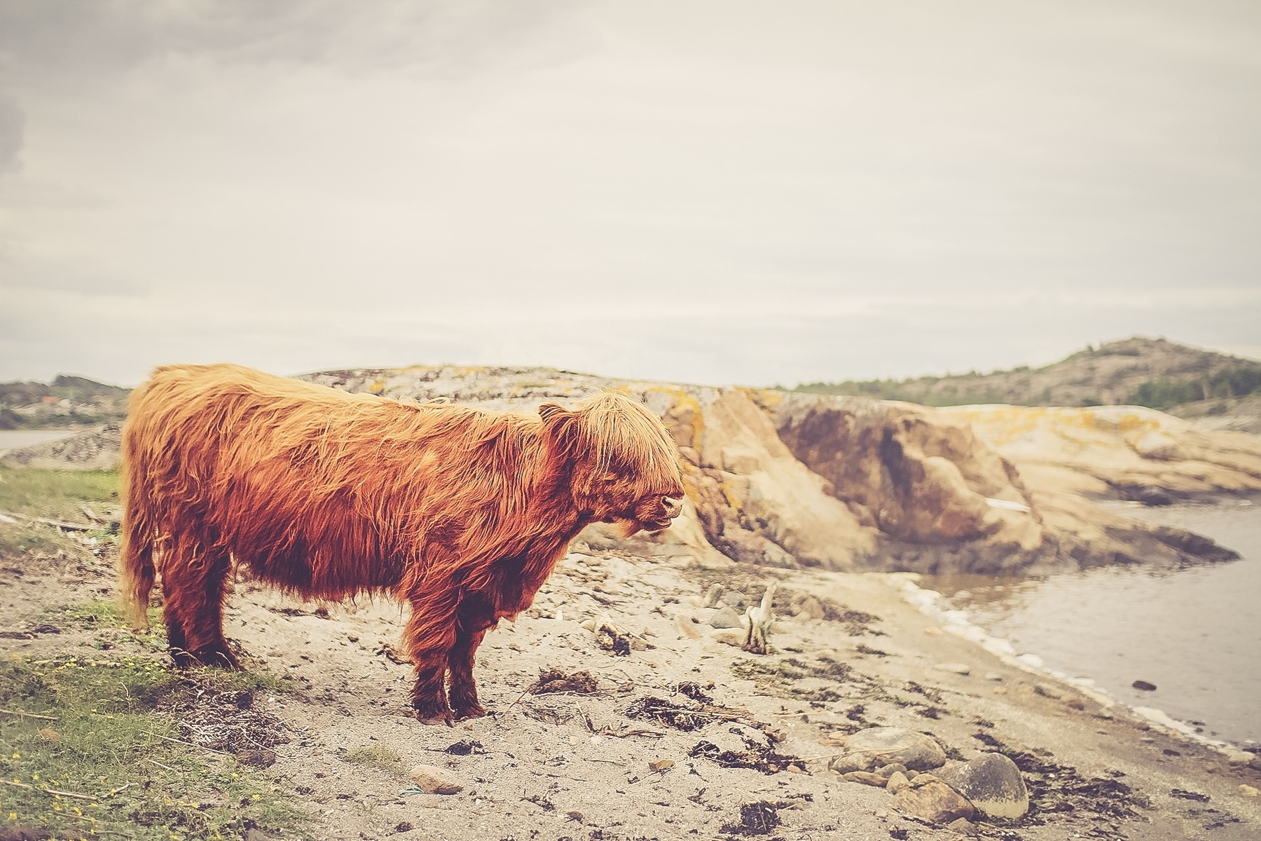 Cattle