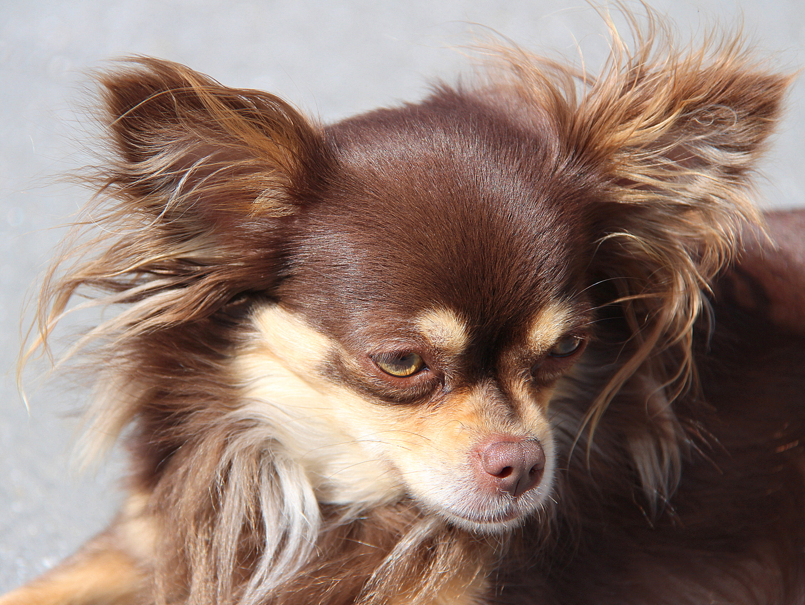 Chihuahua (dog)