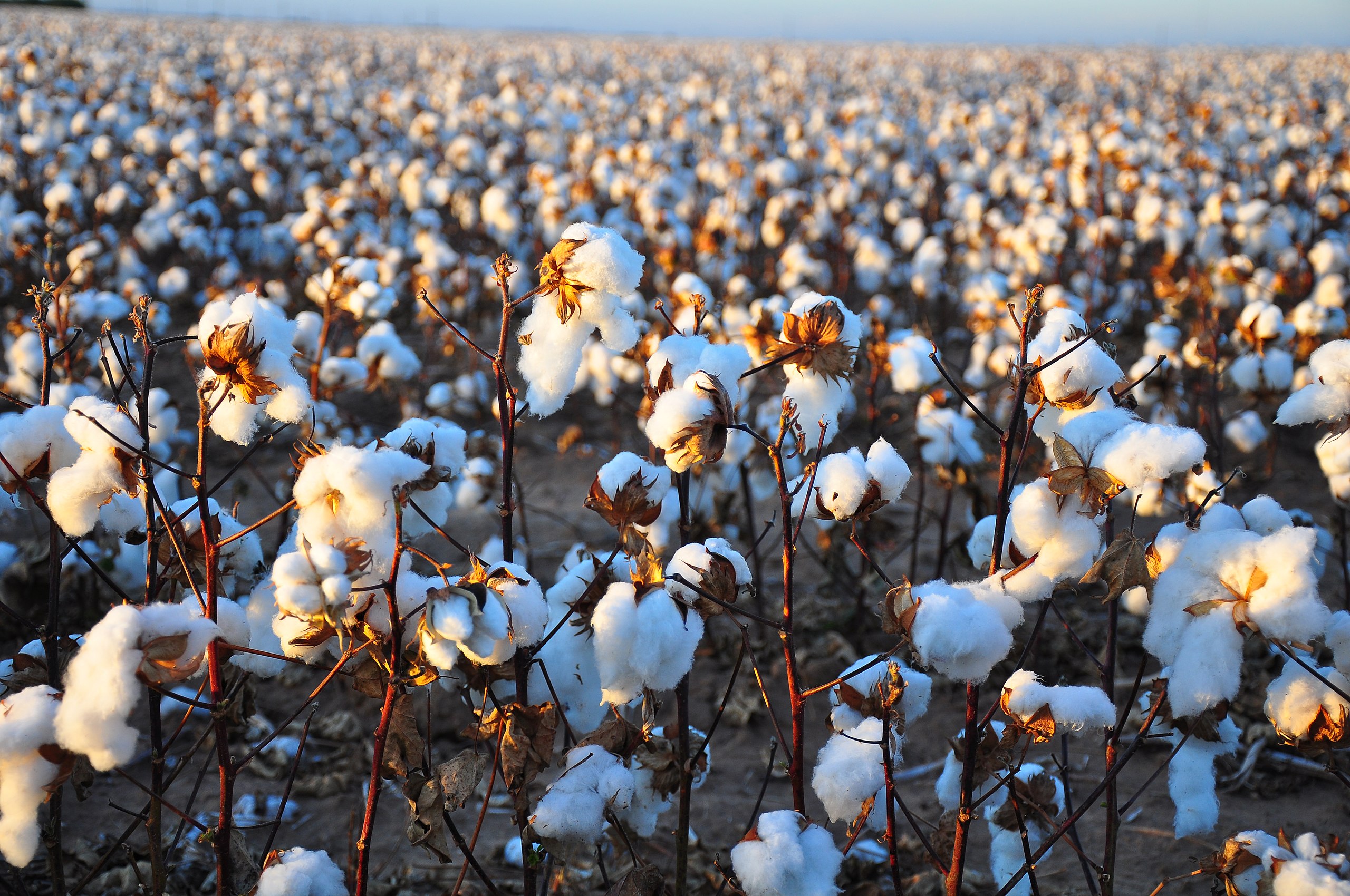 Cotton