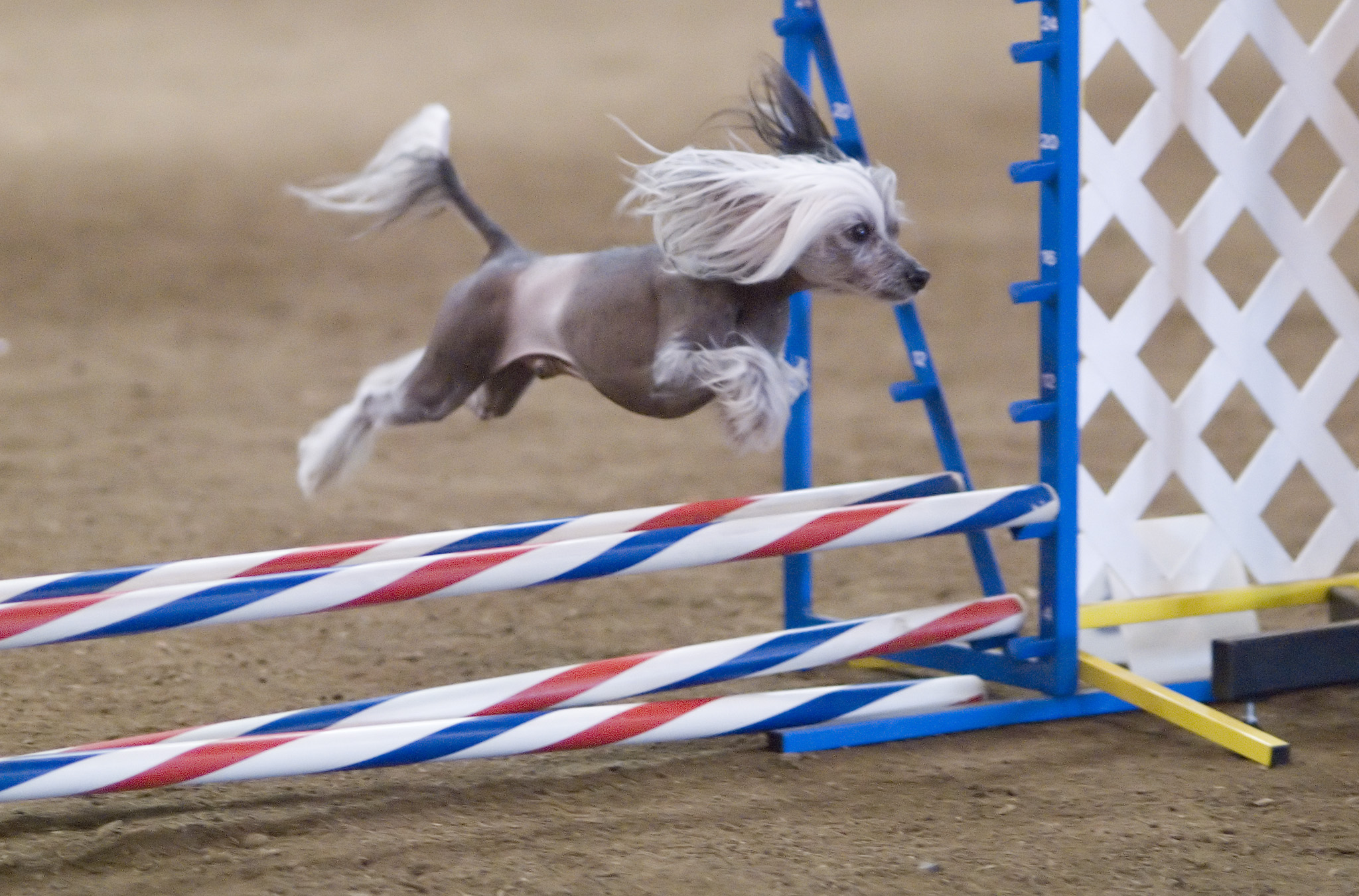 Dog agility logo