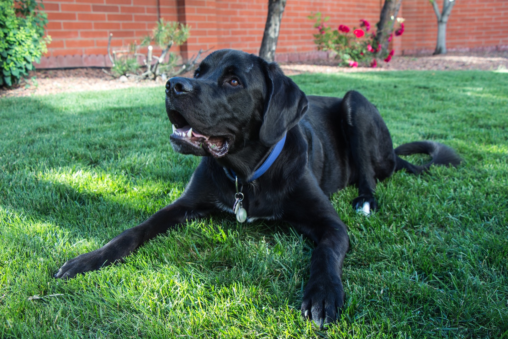 Dog behavior logo