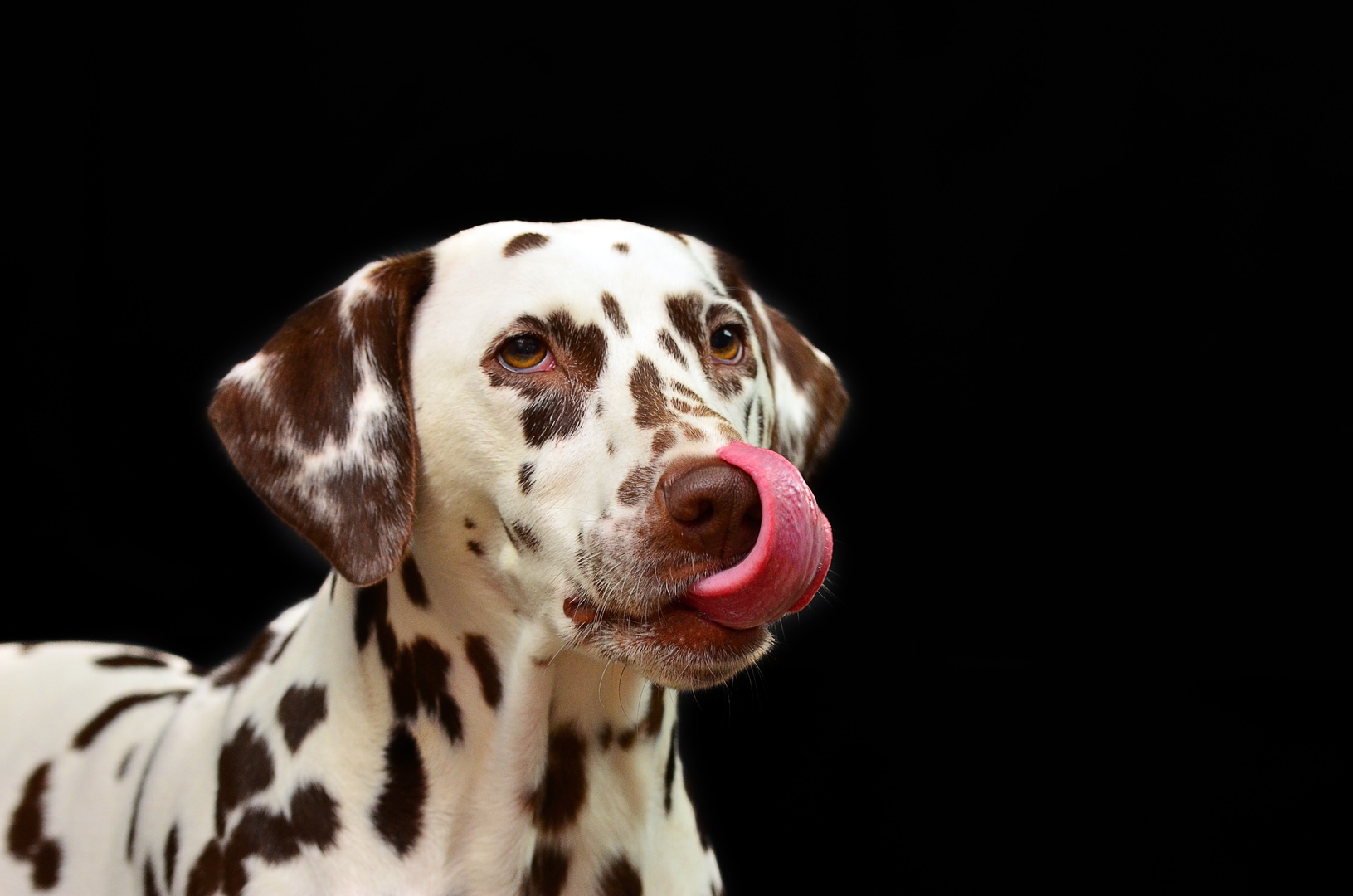 Dog breed