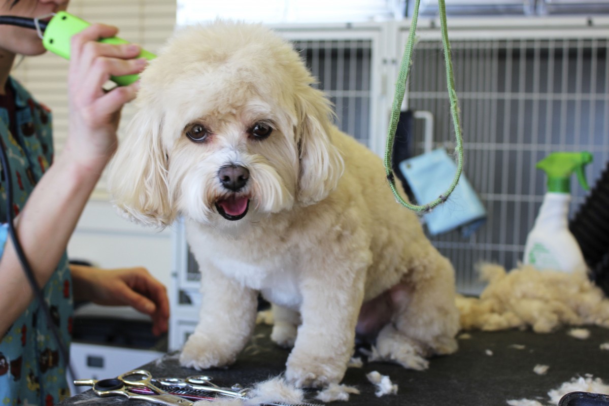 Dog grooming logo