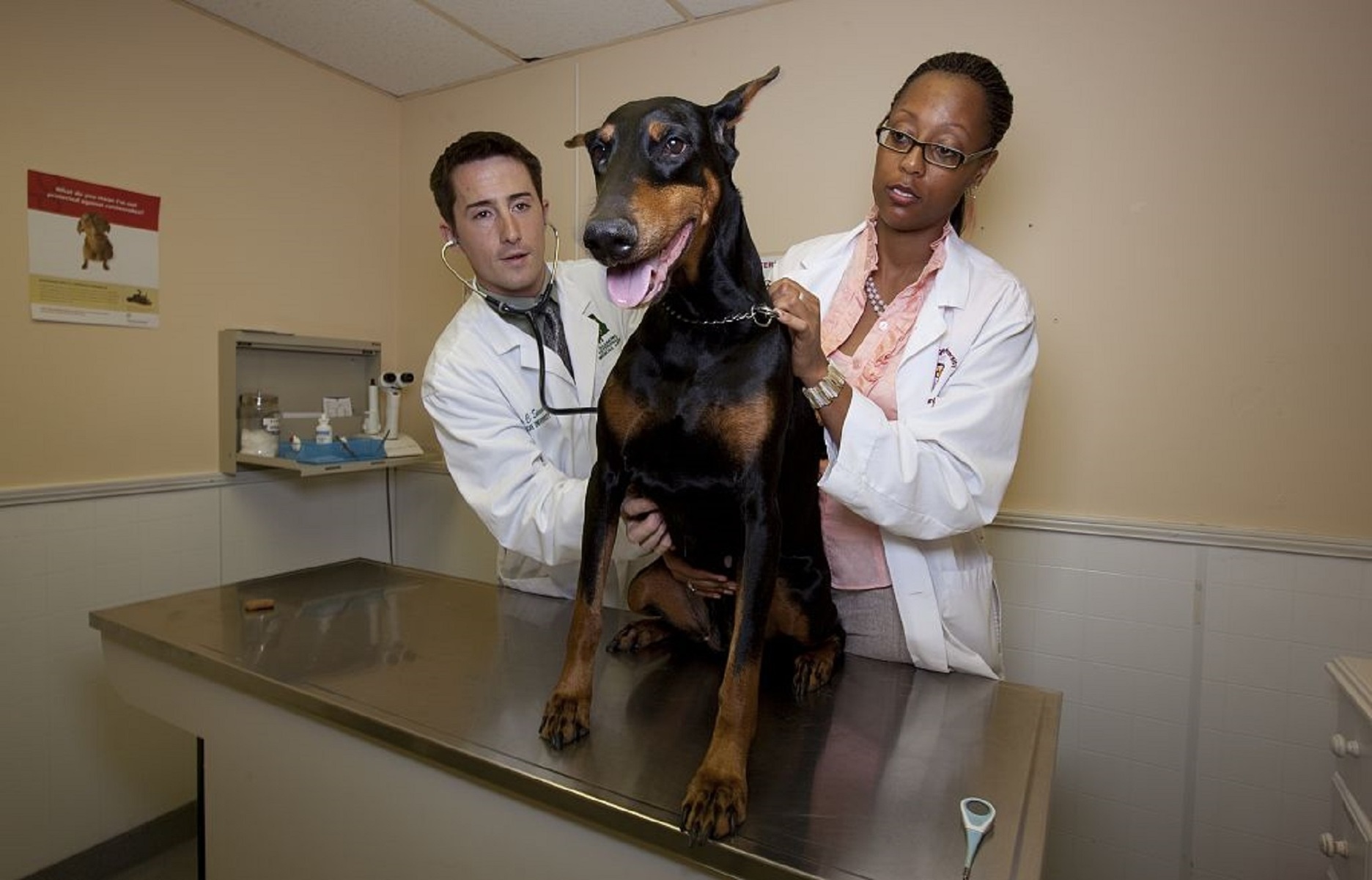 Dog health
