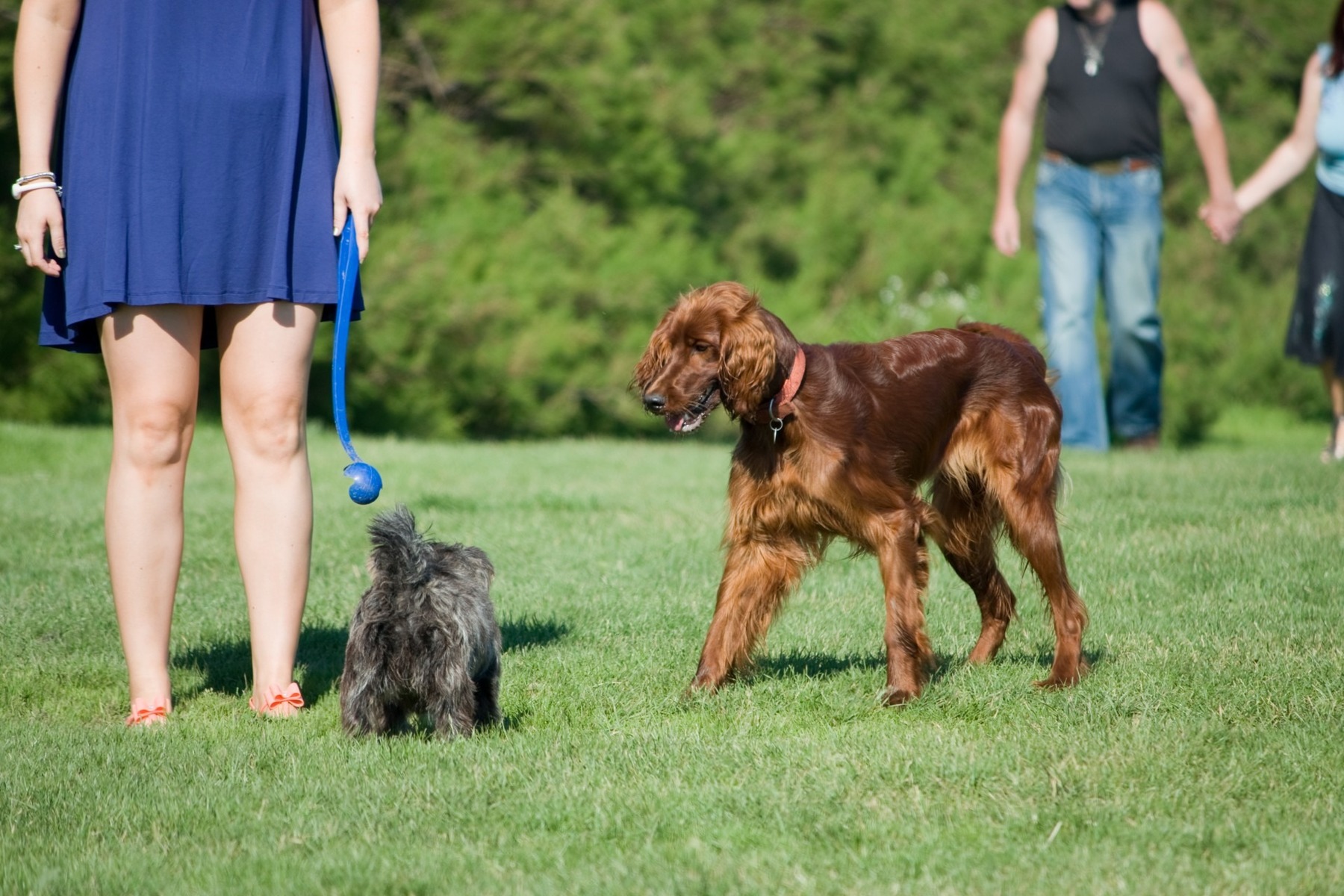 Dog park logo