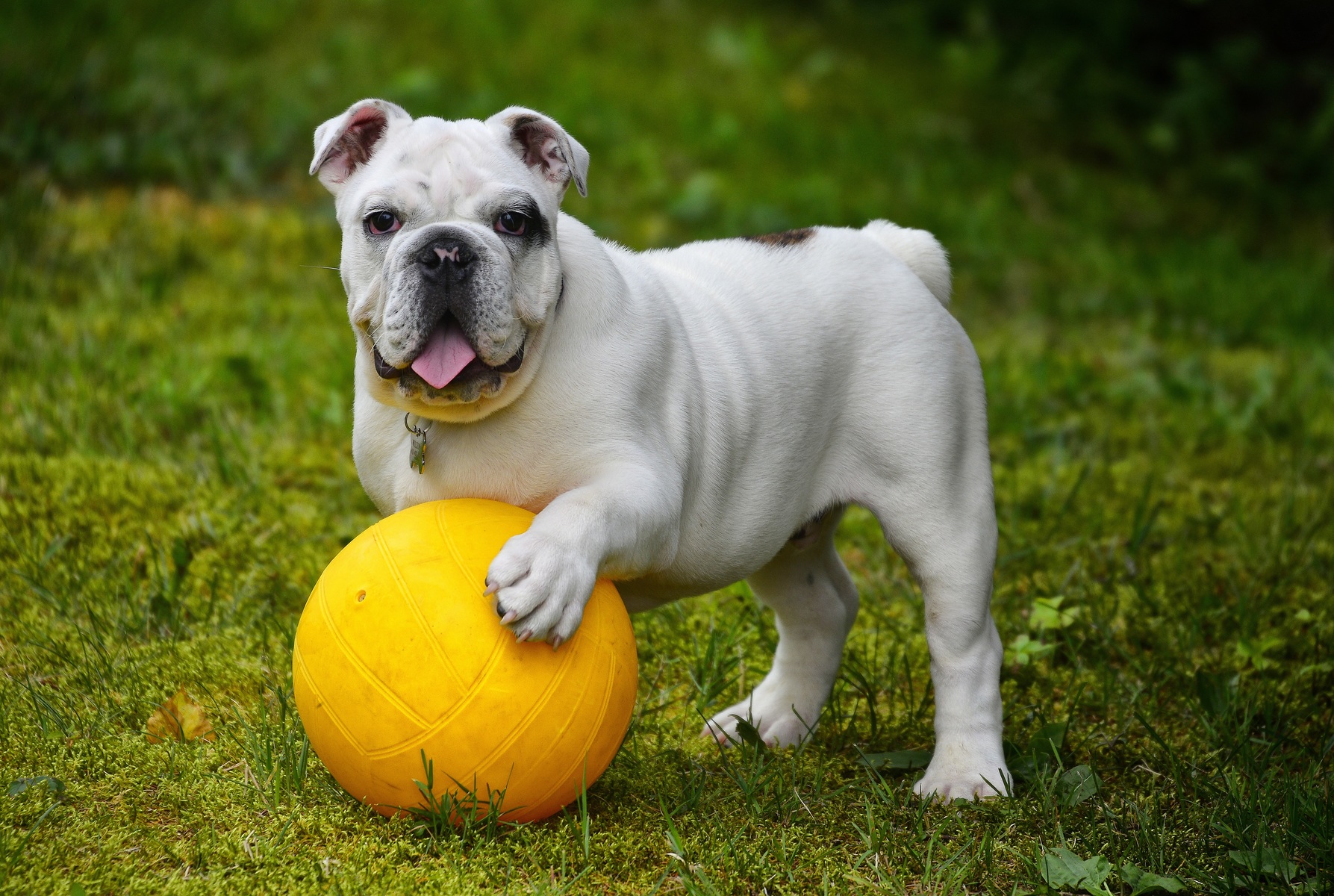 Dog toy logo