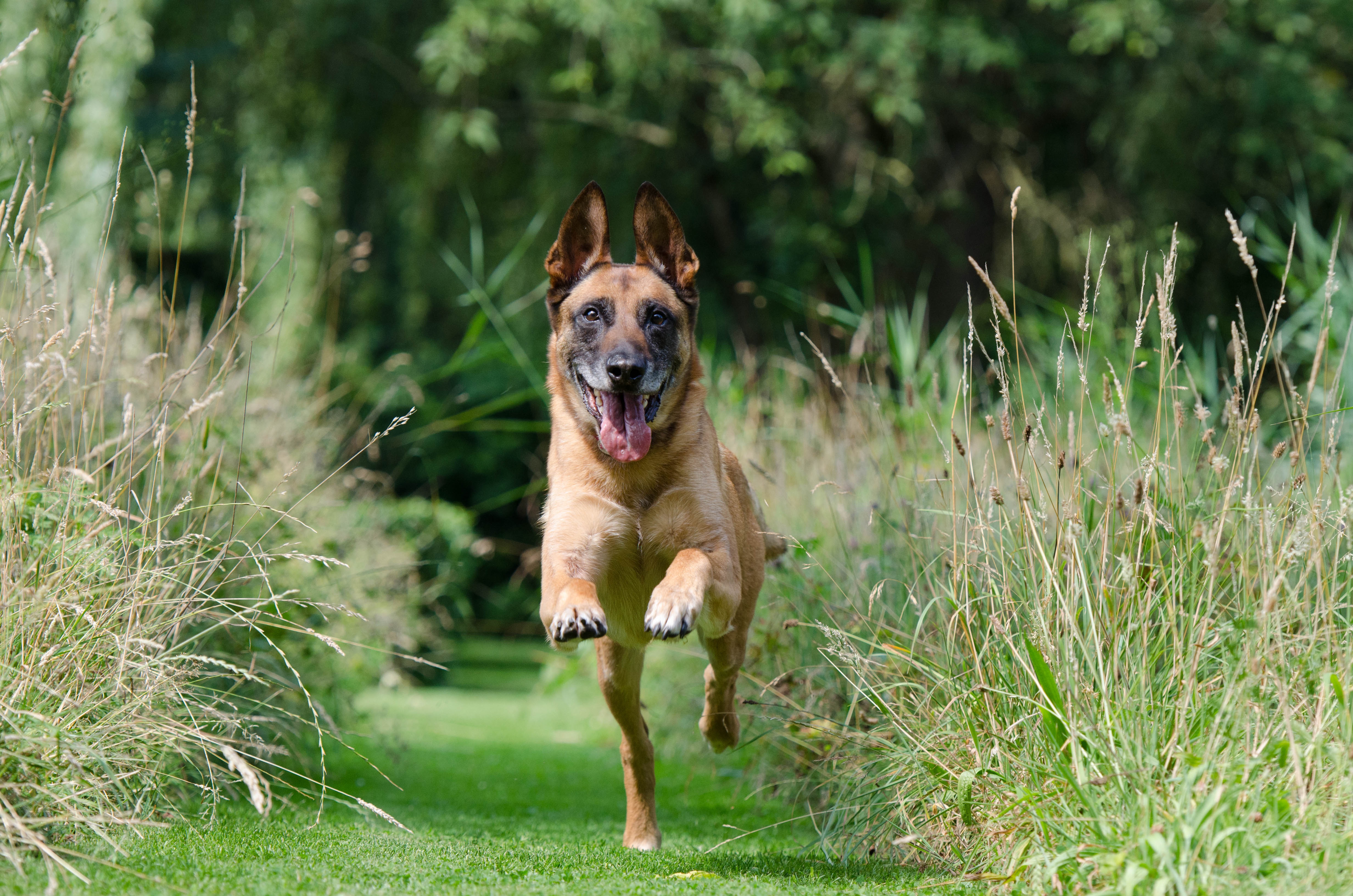 Dog training logo