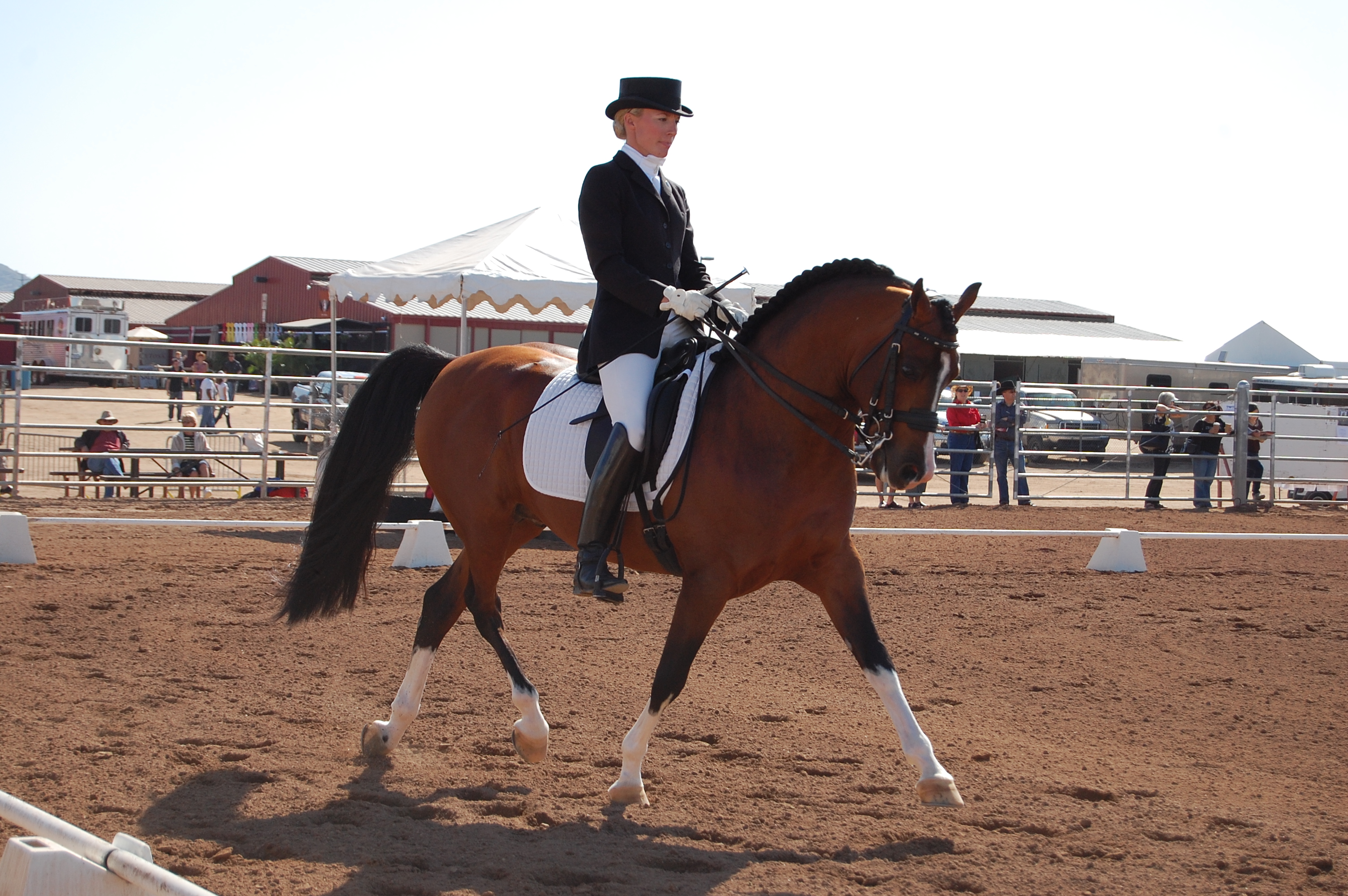 Dressage logo
