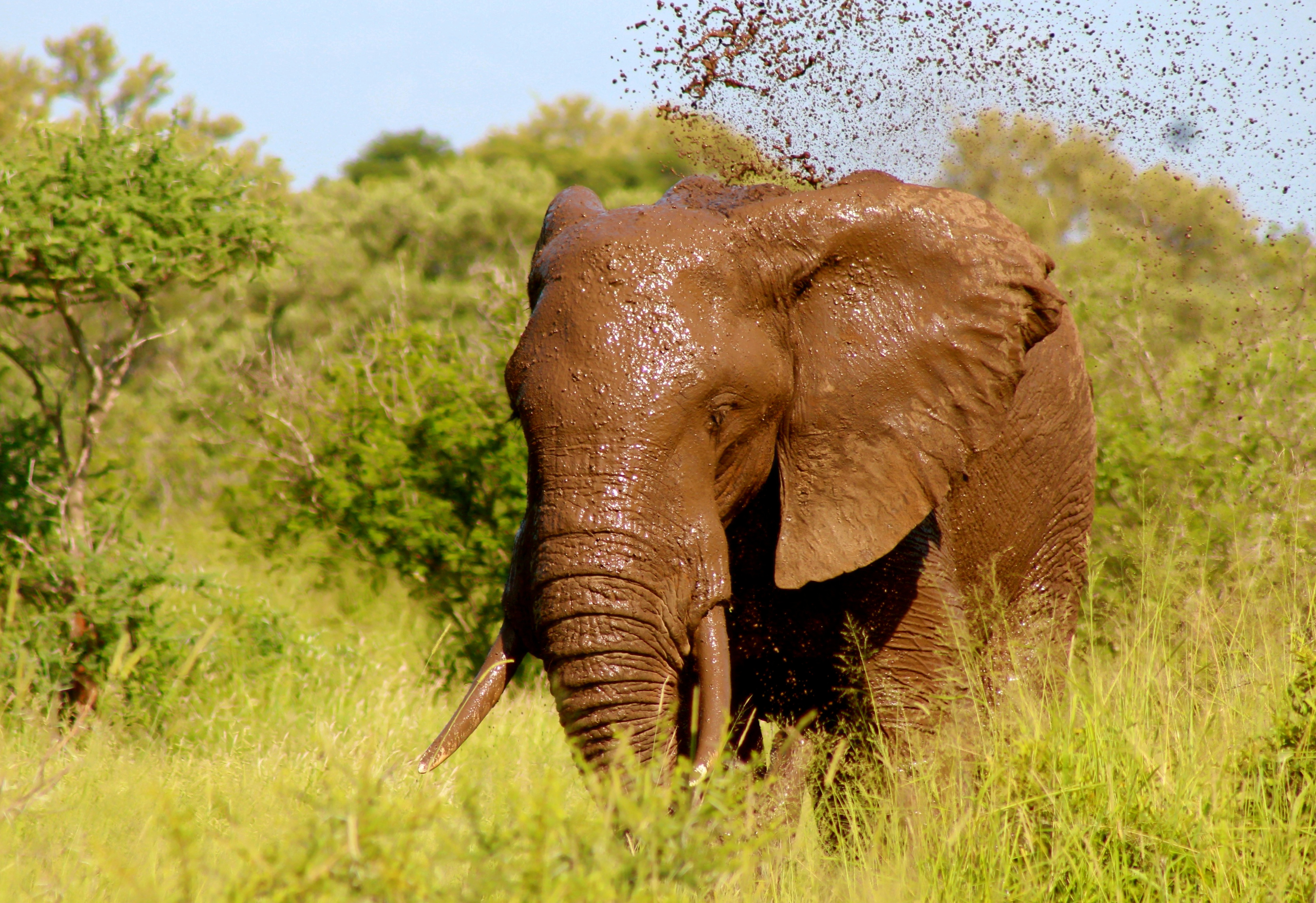 Elephant