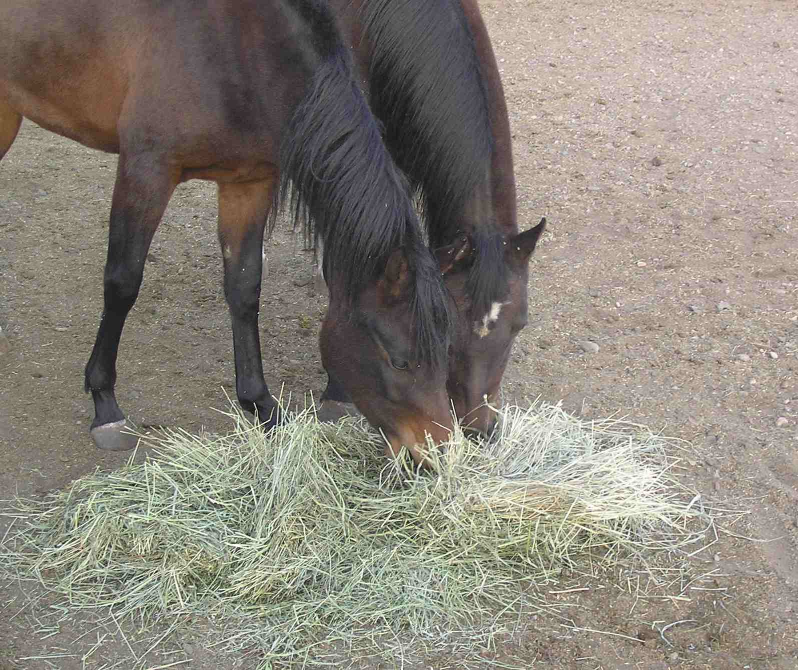Equine nutrition